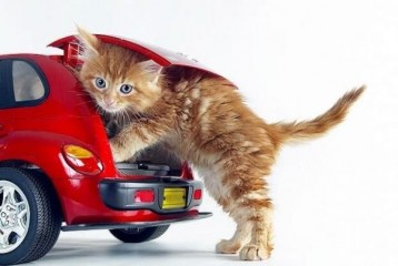 Как перевозить животное в автомобиле?